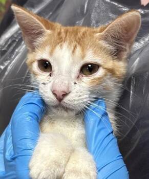 Domestic Short Hair Cats Available for Adoption - Starfruit | PetCurious