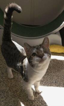 Wall-E -  Domestic Short Hair Cat for Adoption in Fremont, Ohio - Wall-E | PetCurious