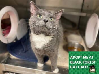 Domestic Short Hair Cats Available for Adoption in Fort Wayne, Indiana - ROKI | PetCurious