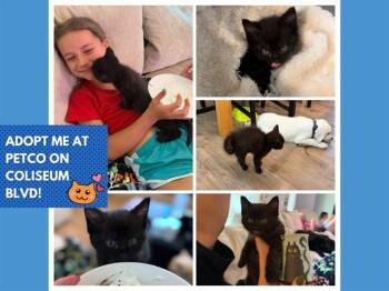 GREMLIN -  Domestic Short Hair Cat for Adoption in Fort Wayne, Indiana - GREMLIN | PetCurious