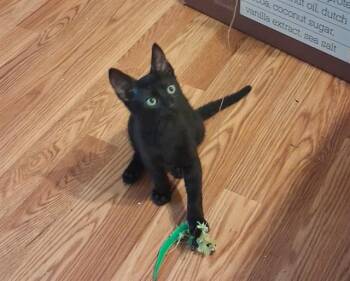 TWIX -  Domestic Short Hair Cat for Adoption in Tallahassee, Florida - TWIX | PetCurious