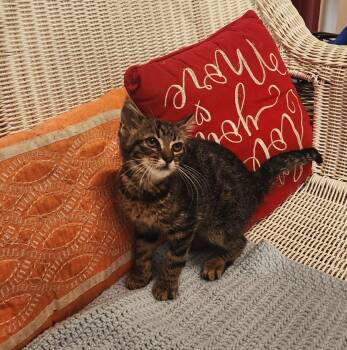 Blake Shelton -  Domestic Short Hair Cat for Adoption in Slidell, Louisiana - Blake Shelton | PetCurious