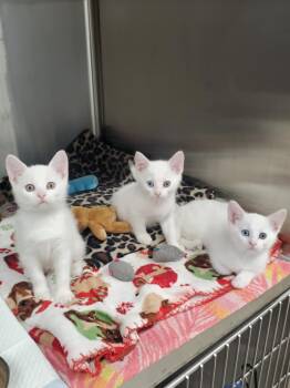Domestic Short Hair Cats Available for Adoption in Marseilles, Illinois - Dahlia, Daffodil, & Bluebell | PetCurious