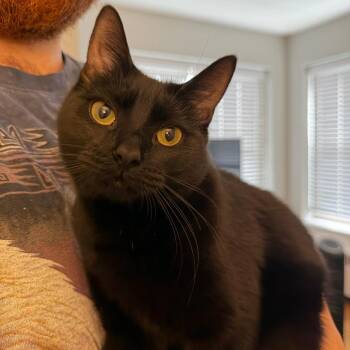 Tracy Chapman -  Domestic Short Hair Cat for Adoption in Evanston, Illinois - Tracy Chapman | PetCurious