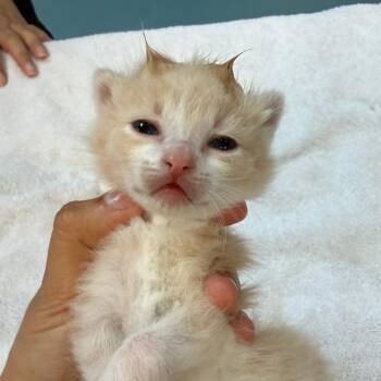 Domestic Short Hair Cats Available for Adoption in Austin, Texas - Truffle 5 | PetCurious