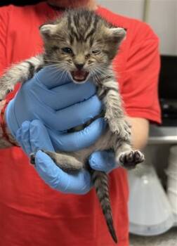 Domestic Short Hair Cats Available for Adoption in San Bernardino, California - SAI | PetCurious