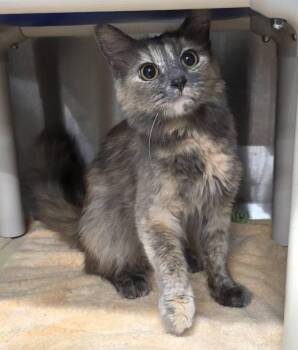 Annie -  Dilute Tortoiseshell Cat for Adoption in Shelby, Michigan - Annie | PetCurious
