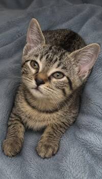 Linka -  Domestic Short Hair Cat for Adoption in Columbia, Tennessee - Linka | PetCurious