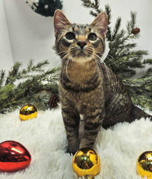 Rescue Tabby Cats for Adoption in Franklin, Tennessee - MISS KAY | PetCurious