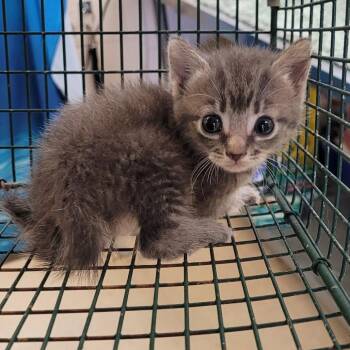 Celestia -  Domestic Short Hair Cat for Adoption in Lake Panasoffkee, Florida - Celestia | PetCurious