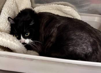 Rescue Domestic Long Hair Cats for Adoption in Sierra Vista, Arizona - Gretchen | PetCurious