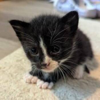 Huckleberry -  Domestic Short Hair Cat for Adoption in West Palm Beach, Florida - Huckleberry | PetCurious