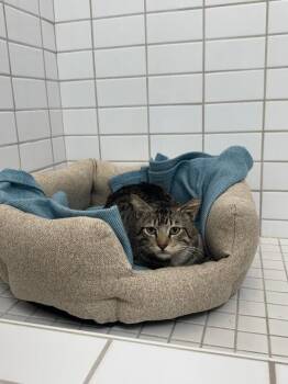 Lester -  Domestic Short Hair Cat Available for Adoption in Miami Shores, Florida - Lester | PetCurious