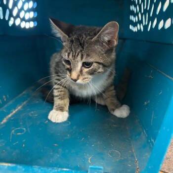 Augustus -  Domestic Short Hair Cat for Adoption in Burlington, Iowa - Augustus | PetCurious