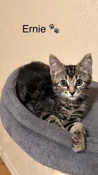 Rescue Domestic Short Hair Cats for Adoption in Boca Raton, Florida - Bert & Ernie BONDED | PetCurious