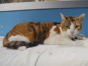 Domestic Short Hair Cats Available for Adoption - VENUS | PetCurious