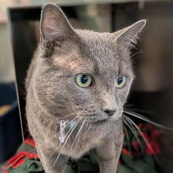 Jauncey -  Domestic Short Hair Cat for Adoption in Lakewood, Colorado - Jauncey | PetCurious