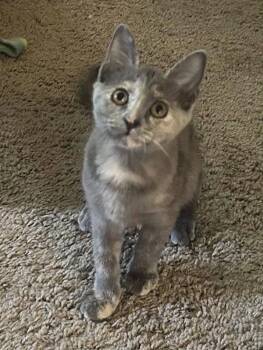 Cali -  Domestic Medium Hair Cat for Adoption in Nashville, Tennessee - Cali | PetCurious