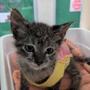 Banana Boat -  Domestic Short Hair Cat for Adoption in Reno, Nevada - Banana Boat | PetCurious