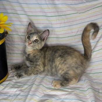 Animal Cracker -  American Shorthair and Domestic Short Hair Cat for Adoption in Mount Vernon, Illinois - Animal Cracker | PetCurious