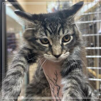 FWT Big Boy -  Domestic Long Hair Cat for Adoption in Midland, Texas - FWT Big Boy | PetCurious
