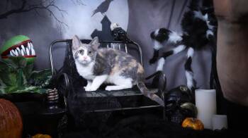 Rescue Dilute Calico and Domestic Short Hair Cats for Adoption in Lucas, Texas - Butterfly | PetCurious