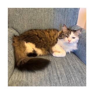 Domestic Short Hair Cats Available for Adoption - Benson | PetCurious