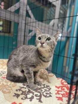 Twinkle -  Domestic Short Hair Cat for Adoption in Chicago, Illinois - Twinkle | PetCurious