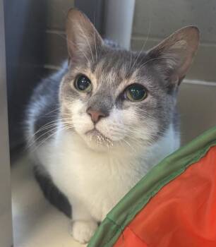 Domestic Short Hair Cats Available for Adoption in Kalamazoo, Michigan - Sundae | PetCurious