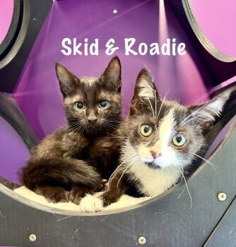 Skid & Roadie (bonded bros) -  Domestic Short Hair Cat for Adoption in Frewsburg, New York - Skid & Roadie (bonded Bros) | PetCurious