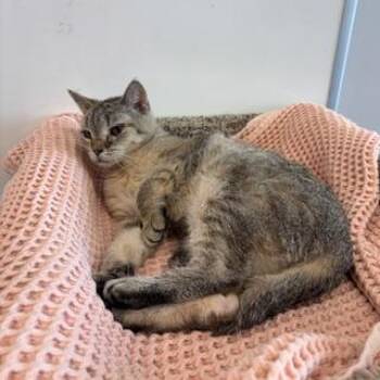 Maisy -  Domestic Short Hair Cat for Adoption in Janesville, Wisconsin - Maisy | PetCurious