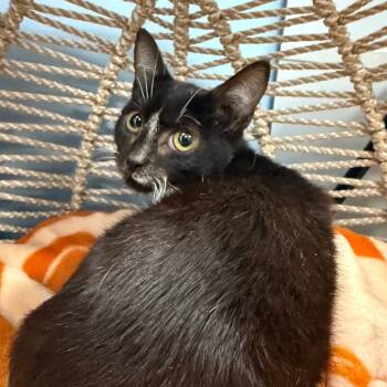 Rescue Domestic Short Hair Cats for Adoption in Pasadena, Maryland - Turkey | PetCurious