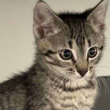 William -  Domestic Short Hair Cat for Adoption in Franklin, Tennessee - William | PetCurious