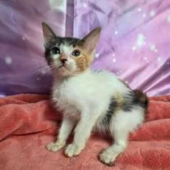 Invoice -  Domestic Short Hair Cat for Adoption in Fort Collins, Colorado - Invoice | PetCurious