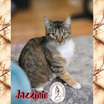 Rescue Domestic Short Hair Cats for Adoption in Red Lodge, Montana - Jazzmin | PetCurious