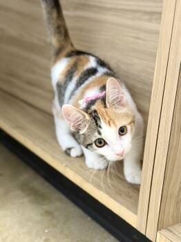 Rebelle -  Calico Cat for Adoption in Warr Acres, Oklahoma - Rebelle | PetCurious