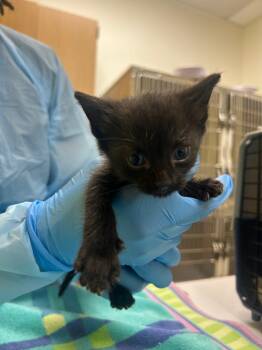 Auson -  Domestic Short Hair Cat for Adoption in Raleigh, North Carolina - Auson | PetCurious