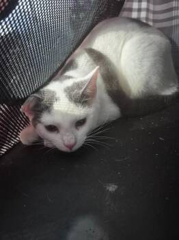 Alchemy -  Domestic Short Hair Cat for Adoption in Cincinnati, Ohio - Alchemy | PetCurious