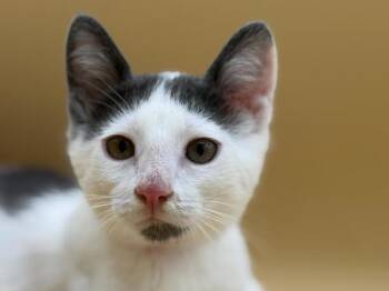 Clawdette -  Domestic Short Hair Cat for Adoption in Portland, Oregon - Clawdette | PetCurious