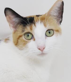 Momma Bessie is simply magic - THERAPY SWEET - gentlest sweet gi -  Calico and Turkish Van Cat for Adoption in Bedford Hills, New York - Momma Bessie Is Simply Magic - THERAPY SWEET - Gentlest Sweet Gi | PetCurious