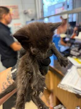 A377507 -  Domestic Short Hair Cat for Adoption in Stockton, California - A377507 | PetCurious