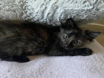 PETAL -  Domestic Medium Hair Cat for Adoption in Las Vegas, Nevada - PETAL | PetCurious