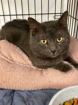 Russian Blue Cats Available for Adoption - Big Bubba | PetCurious