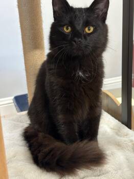 Cocoa & Rusty -  Bombay and Manx Cat for Adoption in Walnut Creek, California - Cocoa & Rusty | PetCurious