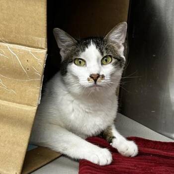 Domestic Short Hair Cats Available for Adoption in Atlanta, Georgia - Maple Syrup | PetCurious