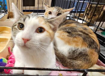 Rescue Calico Cats for Adoption in Plano, Texas - Zoomy | PetCurious
