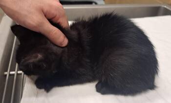 Domestic Short Hair Cats Available for Adoption in Douglasville, Georgia - Moon | PetCurious