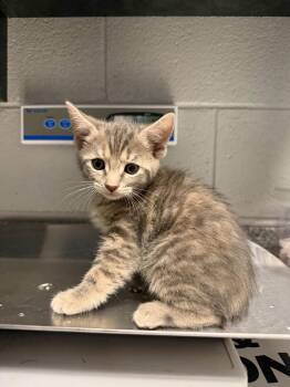 Tammy -  Domestic Short Hair Cat for Adoption in Henderson, North Carolina - Tammy | PetCurious