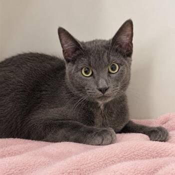 Oak -  Domestic Short Hair Cat for Adoption in Hawthorne, California - Oak | PetCurious