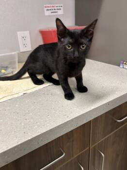 Brea -  Domestic Short Hair Cat Available for Adoption in Clarksville, Tennessee - Brea | PetCurious